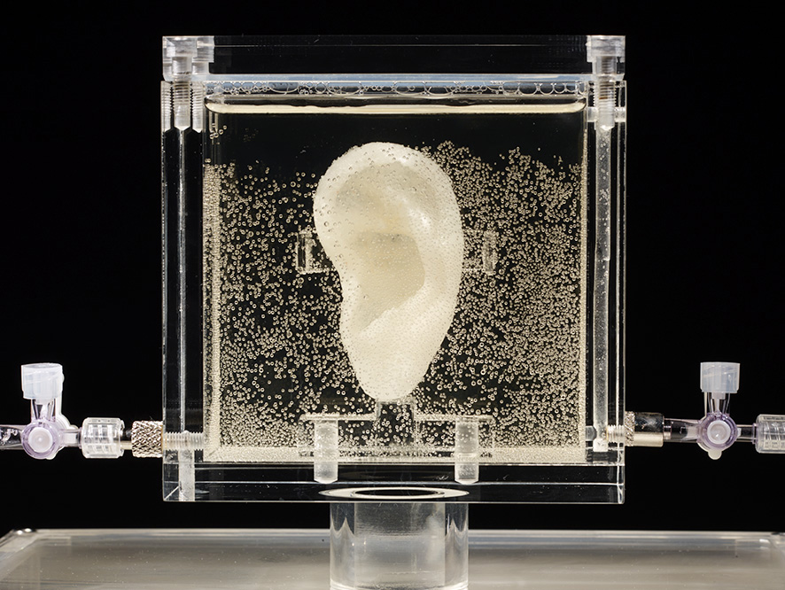 ear