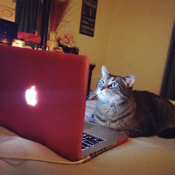 cat20