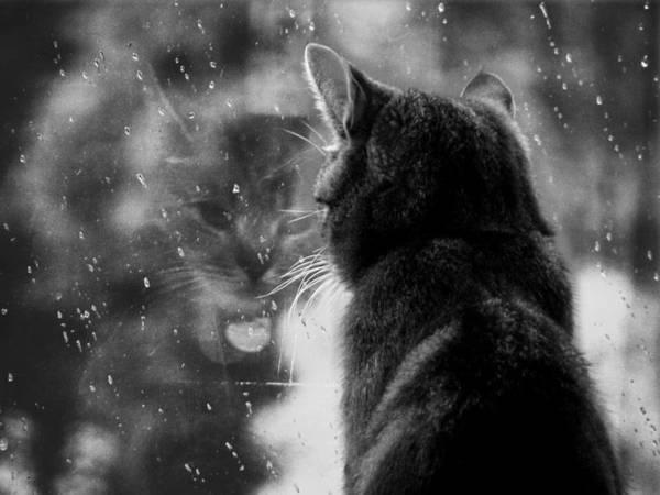 feline16
