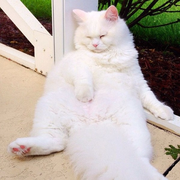 Instagram-sir_silas_kitty2