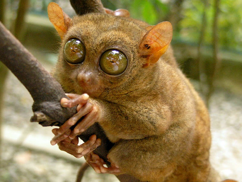 tarsier-primate-flickr-roberto-verzo