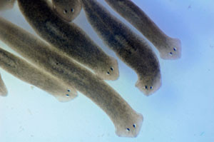 planaria01