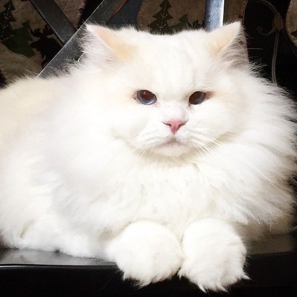Instagram-sir_silas_kitty3a