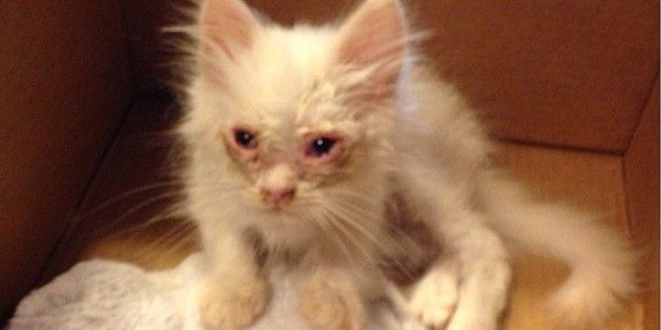 Instagram-sir_silas_kitty1b