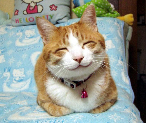 catlt7