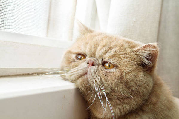 feline9