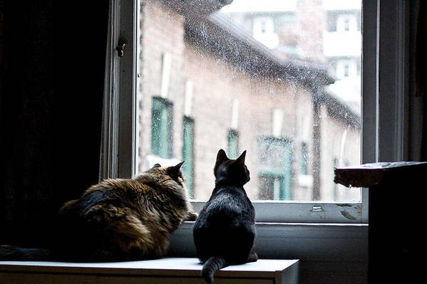 feline4
