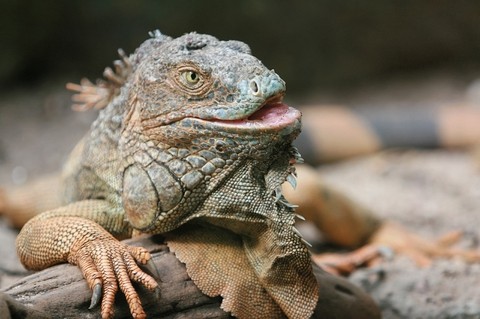 iguana_petpedia_4