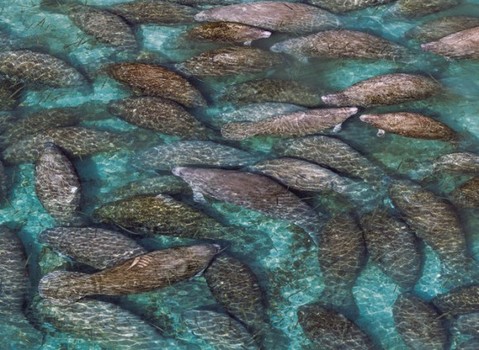 異例すぎる救出作業 大群で排水管に詰まったのは ﾟ ﾟ ゞカガクニュース隊