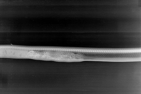 A-Python-Breaking-Down-An-Alligator (3)